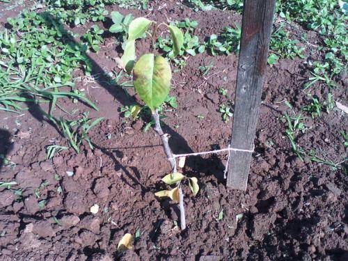 Как правильно посадить саженец яблони – руководство для новичков