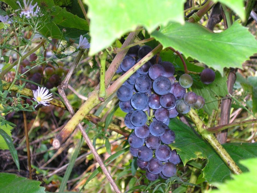 Инструкция по выращиванию винограда из косточки