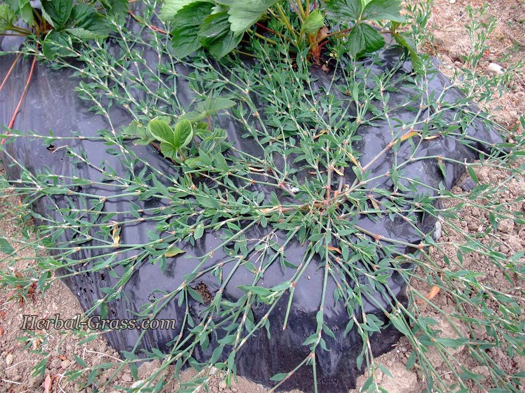 О траве спорыш: описание как выглядит, где растет, сфера использования