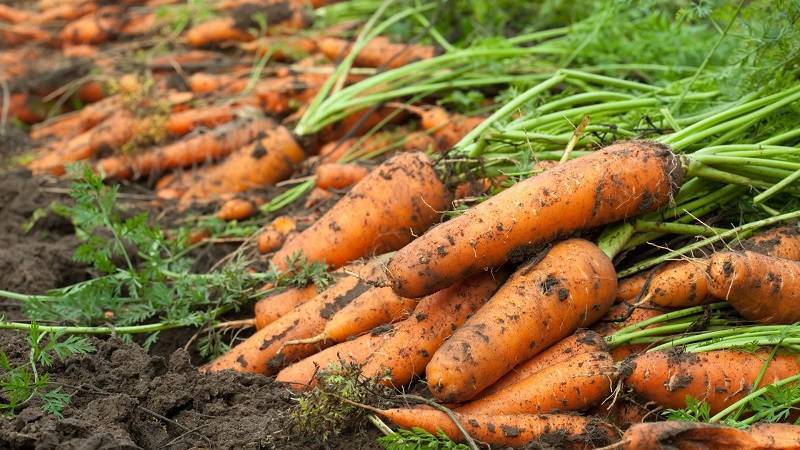 Выращивание моркови на урале