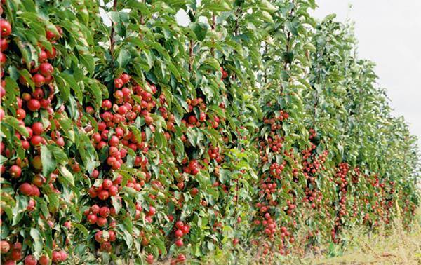 Колоновидная яблоня: сорта, выращивание, уход, отзывы и фото