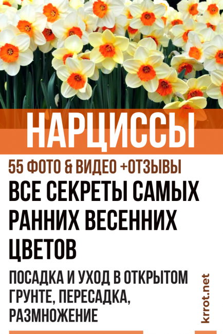 Нарциссы осенью: как и когда сажать в грунт, как ухаживать