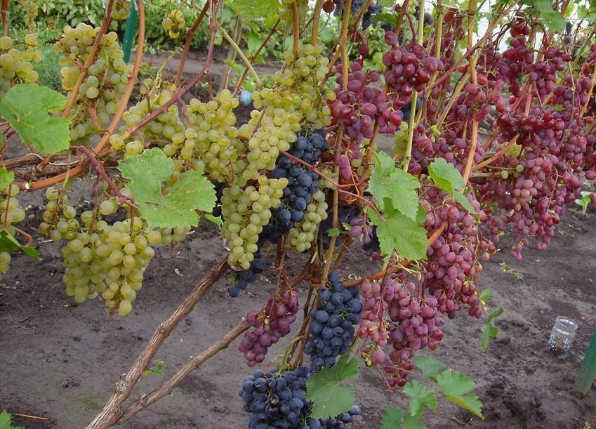 Чем укрыть виноград на зиму – плюсы и минусы всех способов укрытия