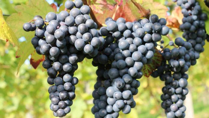 18 популярных сортов винограда для вина в россии