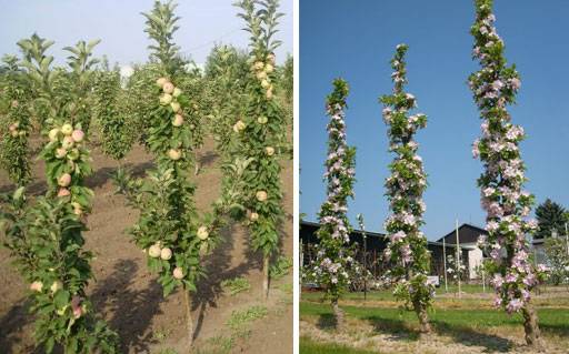 О посадке и уходе за колоновидной яблоней, агротехника выращивания