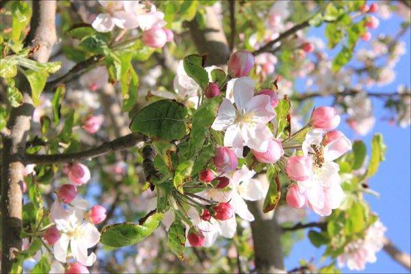 Первое цветение яблонь