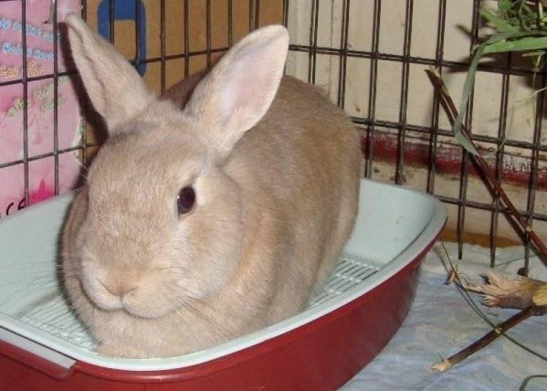 Почему кролики пьют свою мочу