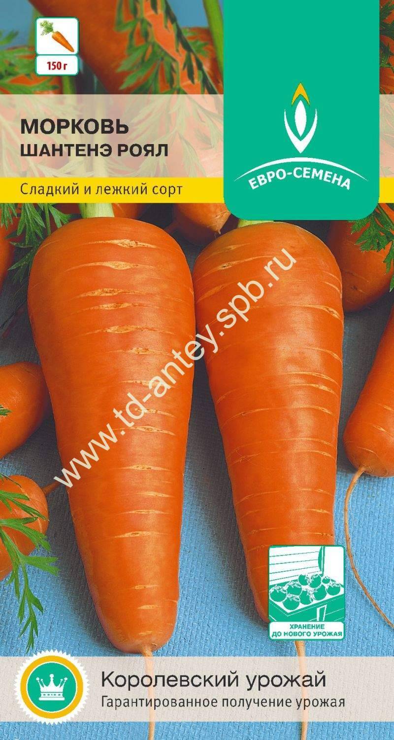 Шантанэ: описание сорта моркови роял, характеристики, агротехника