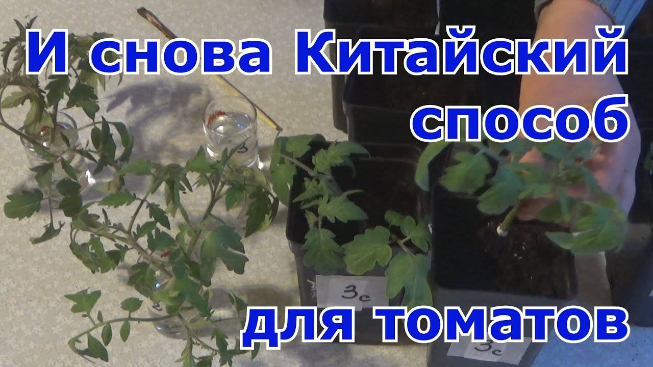 Китайский метод выращивания рассады томатов: выращивание, технология, способ посадки