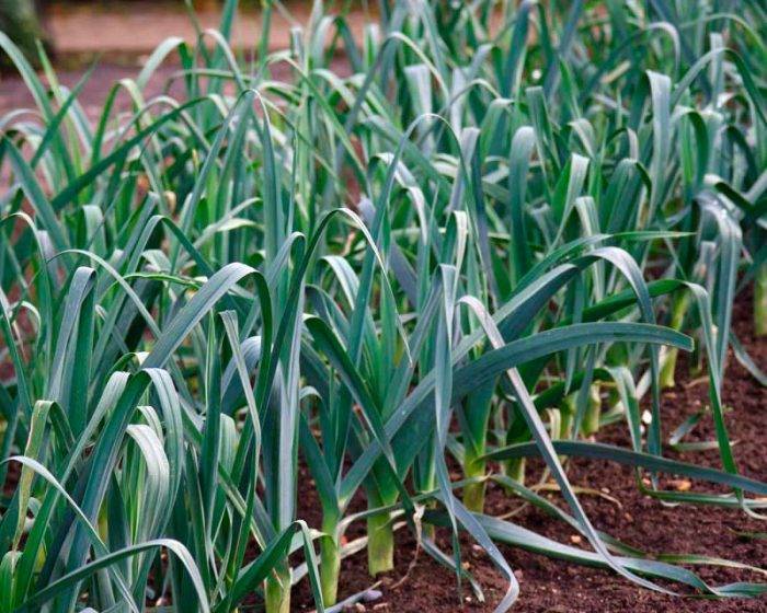 Как вырастить лук порей: посев и уход, условия для хорошего роста