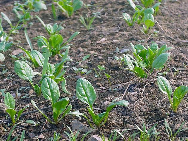 Особенности выращивания и ухода за шпинатом