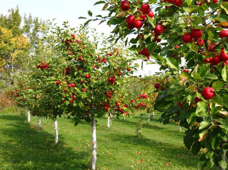 О лучших плодовых деревьях для подмосковья: какие сорта посадить на даче