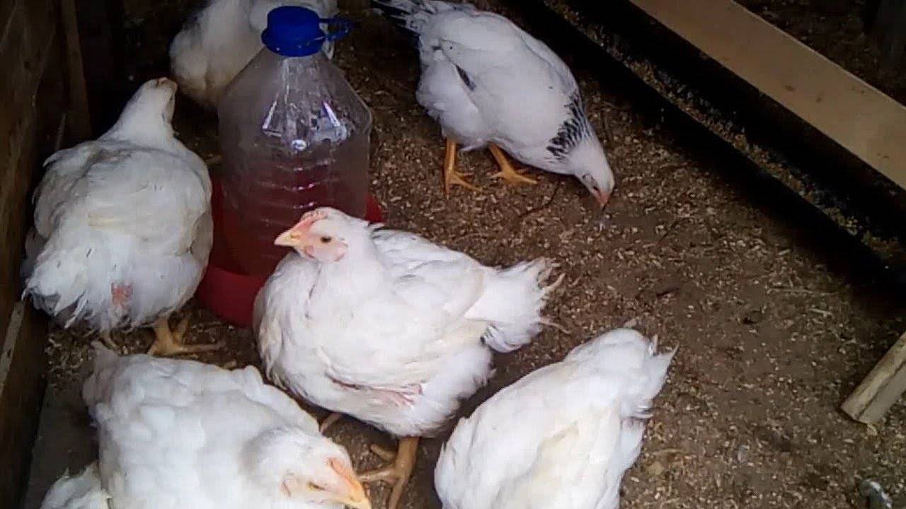 Разведение кур в домашних условиях на яйца и мясо: правила, особенности, выгода от бизнеса