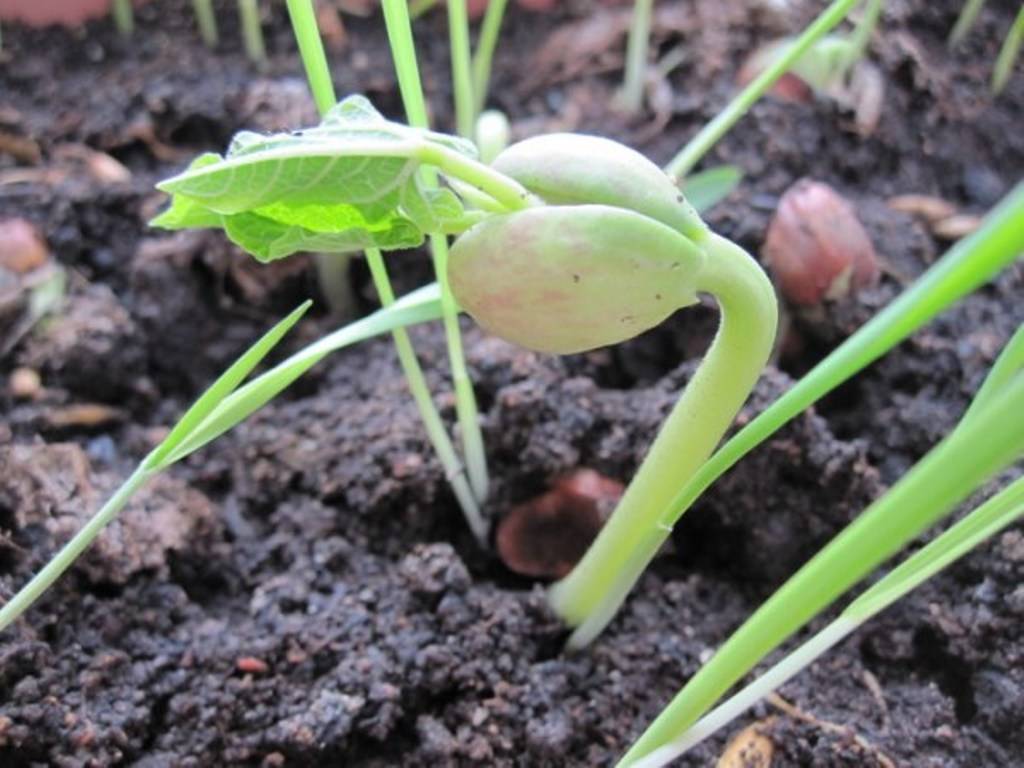 О посадке и уходе в открытом грунте за бобами: как сажать, замачивать ли семена