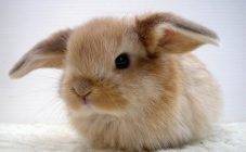 Сколько лет живут декоративные кролики, вислоухие и карликовые и как увеличить этот срок?