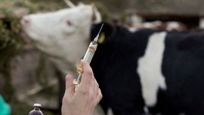 Лечение болезней копыт у коров: основные рекомендации, правила профилактики