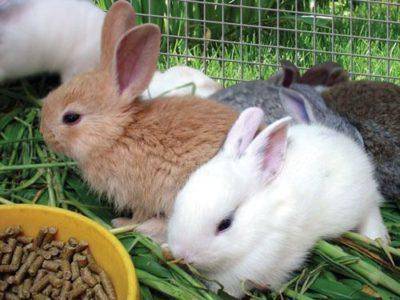 Чем кормить декоративного кролика в домашних условиях - что они едят, какую траву можно давать, чем можно кормить и сколько раз - рацион питания на сайте лапы и хвост