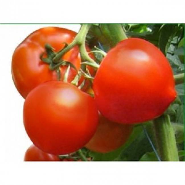Сорт томата «розовый клад f1»: описание, характеристика, посев на рассаду, подкормка, урожайность, фото, видео и самые распространенные болезни томатов
