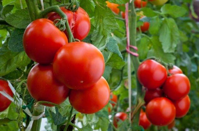 Что посадить после томатов в теплице и открытом грунте