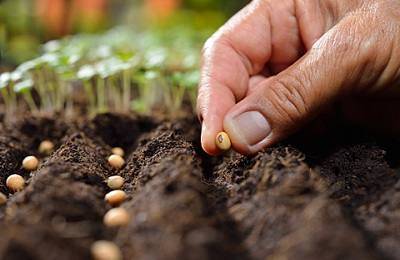 Как вырастить фасоль в открытом грунте - посадка, уход, полив