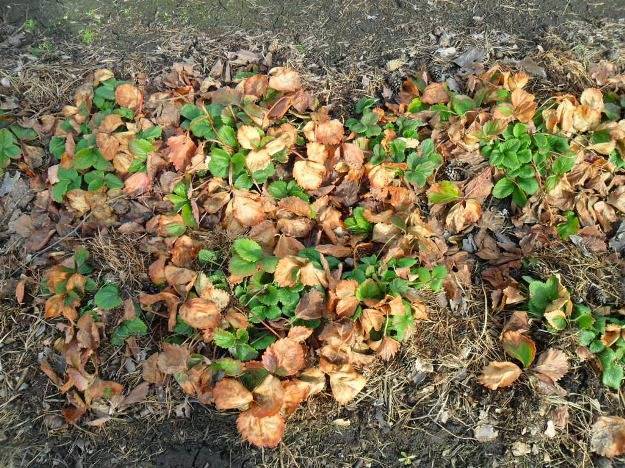 Когда нужно пересаживать клубнику на новое место: осенью или весной