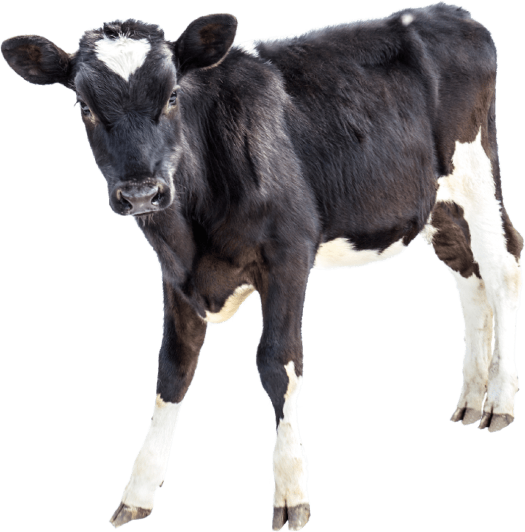 Заменитель цельного молока для телят (как разводить и поить): пропорции