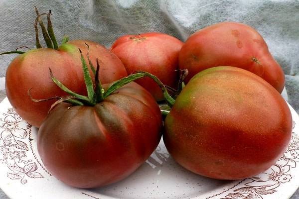 О томате Черномор: описание сорта, характеристики помидоров, посев