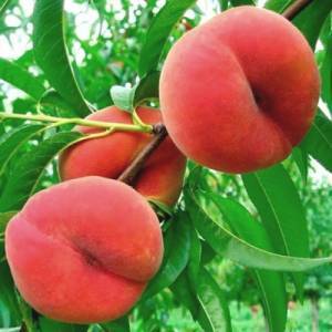 Особенности размножения персика косточкой