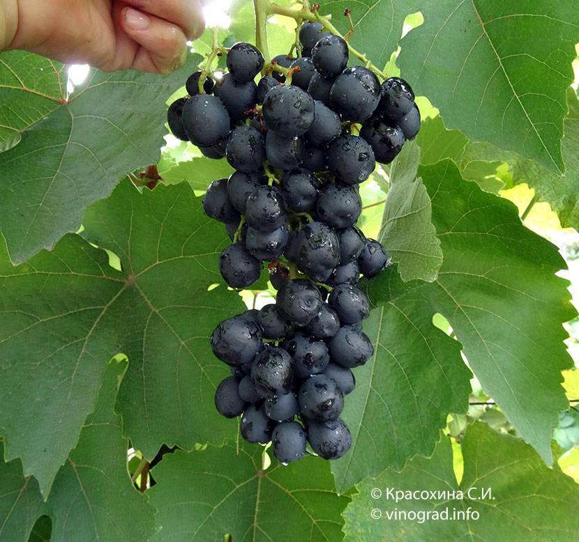 Виноград аттика: описание сорта