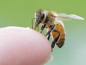 Пчела ужалила в ухо воспалился лимфоузел что делать