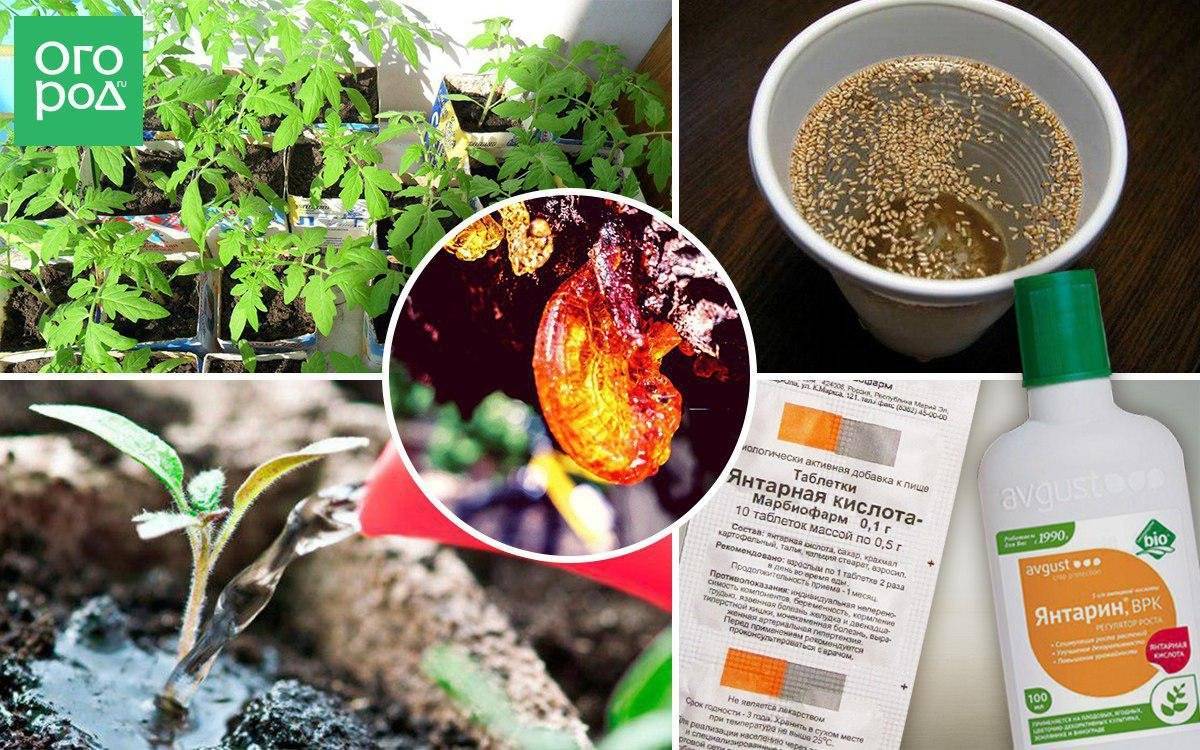 Все, как у людей: какие лекарства помогут растениям в саду и огороде?