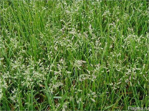 О траве райграс пастбищный: что за растение, описание, посадка и уход