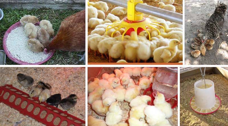 Чем кормить цыплят: рацион питания и виды кормов с первых дней и до взросления (140 фото)