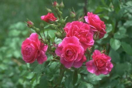 Почему появился белый налет на розах чем лечить