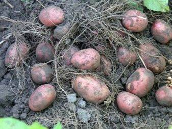 Картофель романо: характеристика сорта и особенности выращивания