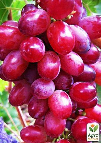 Виноград кишмиш: описание, лучшие сорта, достоинства и недостатки, выращивание, отзывы