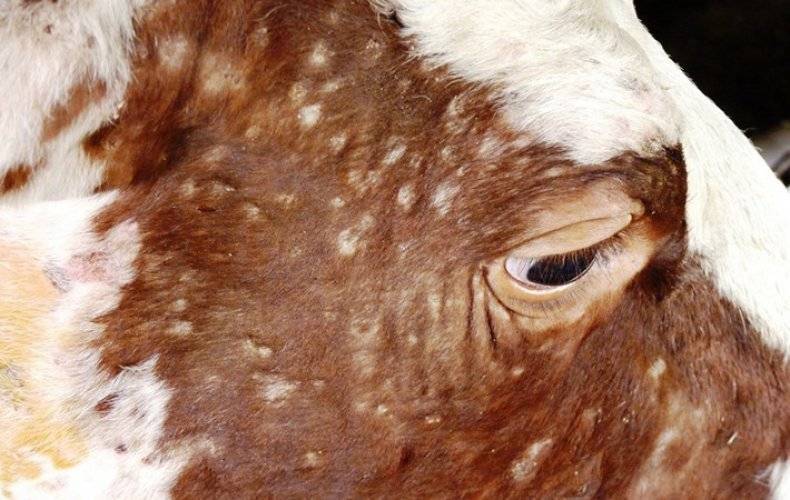 Нодулярный дерматит крупного рогатого скота