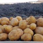 Картофель «ресурс»: описание сорта и отзывы огородников