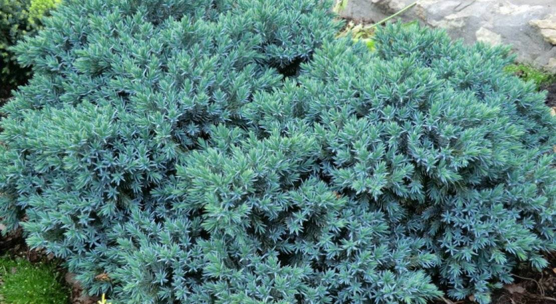 Можжевельник средний голд стар (juniperus media gold star)