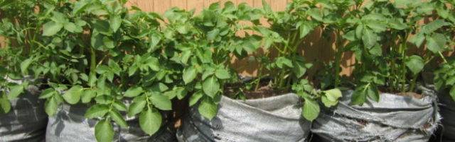 Отзывы о выращивании картофеля в мешках