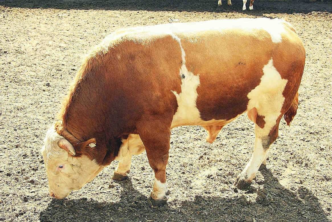 Откорм бычков: рекомендации по сбалансированному рациону | 
ветеринарная служба владимирской области