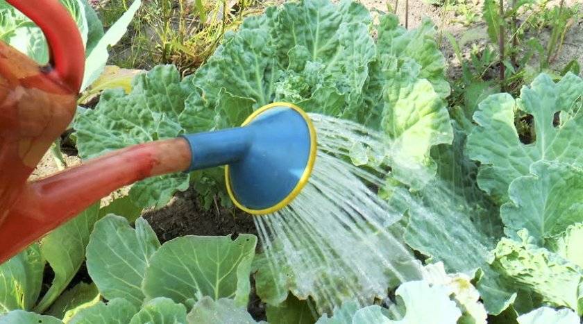 О поливе капусты, как часто и правильно поливать для хорошего урожая