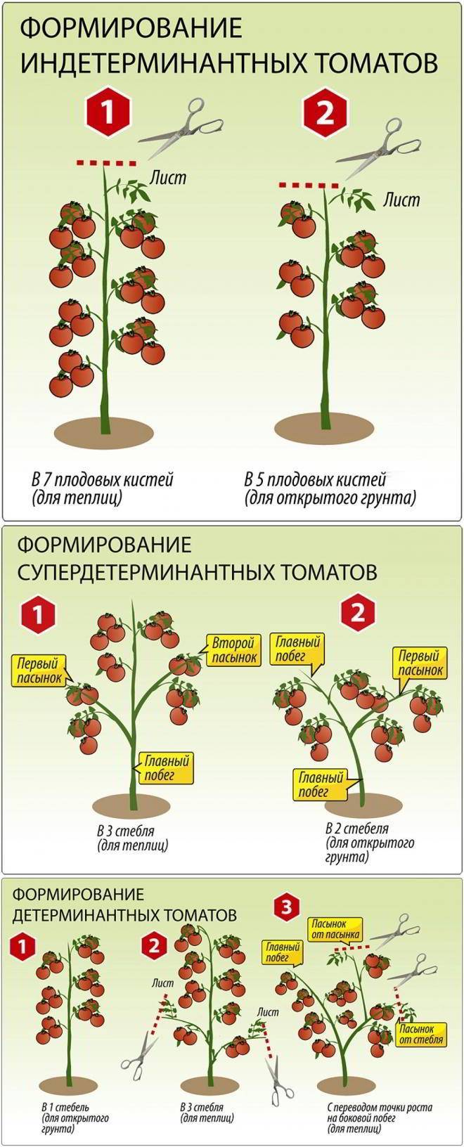 Схема пасынкования помидор в теплице для начинающих пошагово с фото