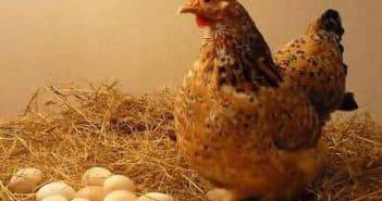Как определить возраст курицы несушки, как узнать возраст петуха