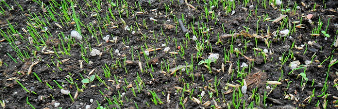 Как сеять газонную траву правильно — пошаговая инструкция с фото и видео