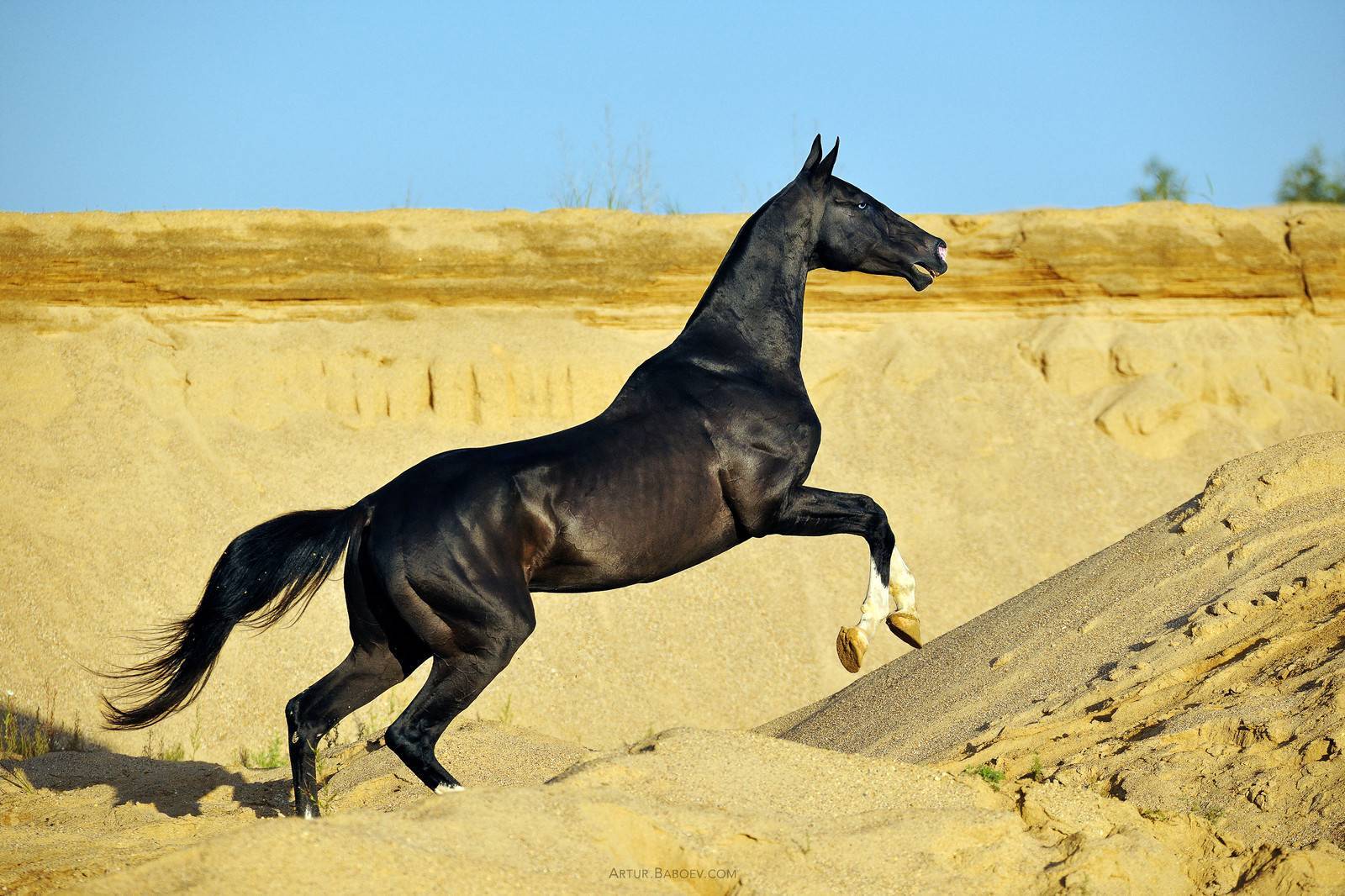 Об ахалтекинской лошади: туркменский конь ахалтекинец, описание, характеристики