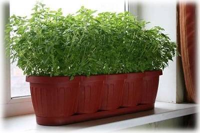 Зелень на подоконнике. как вырастить на подоконнике лук, салат, петрушку, укроп, щавель, базилик, розмарин, шпинат