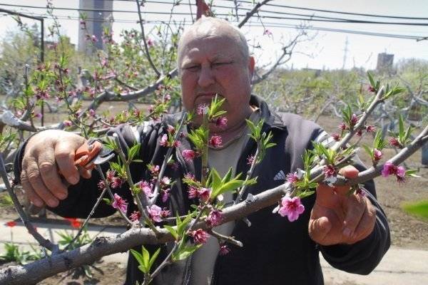 Как правильно посадить персик весной - видео | посадка персика из косточки, саженцем