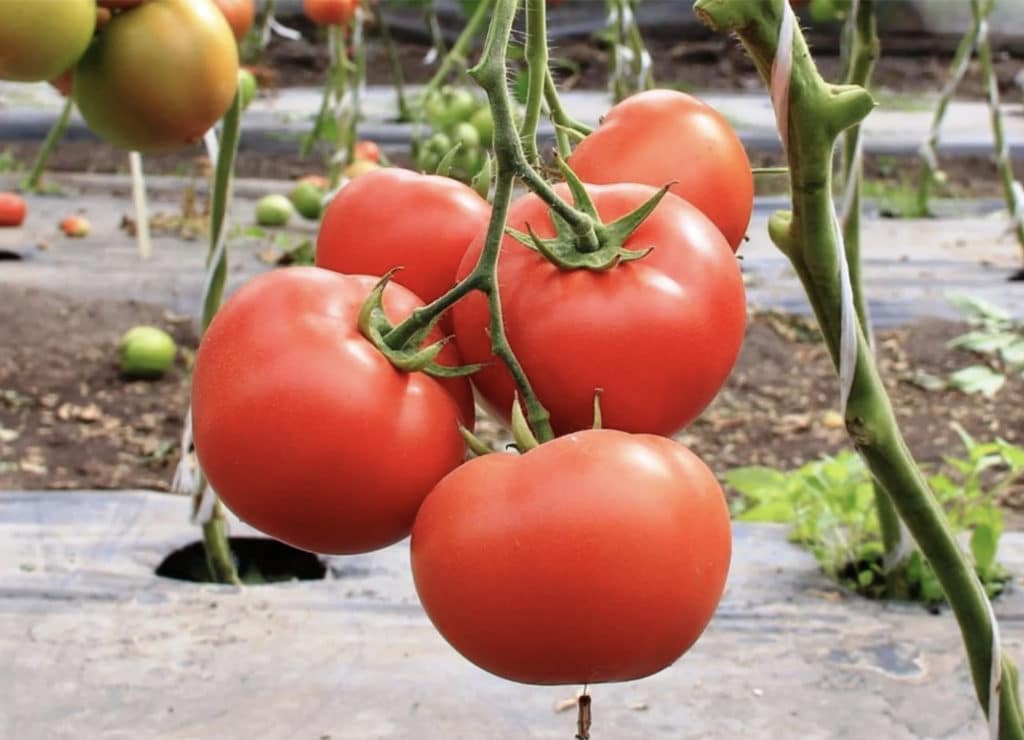 Ля ля фа: описание сорта томата, характеристики помидоров, посев