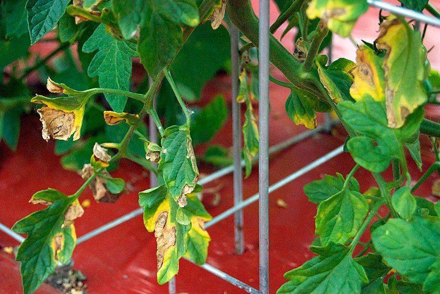 Почему желтеют листья у помидор: профилактика и лечение